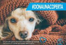 Proteggili dal freddo, dona una coperta al canile: le due sedi nel Sannio