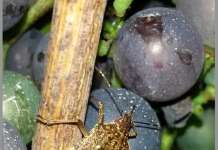 La Cimice Asiatica minaccia viti e noccioleti: la lettera