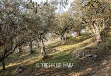 L’esempio delle Terre di Molinara arriva fino alla Bit di Milano