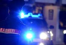 Sui Monti Lattari trovate piante di cannabis alte tre metri Carabinieri