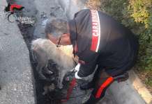 Cane trovato legato e denutrito in autostrada: la vergogna