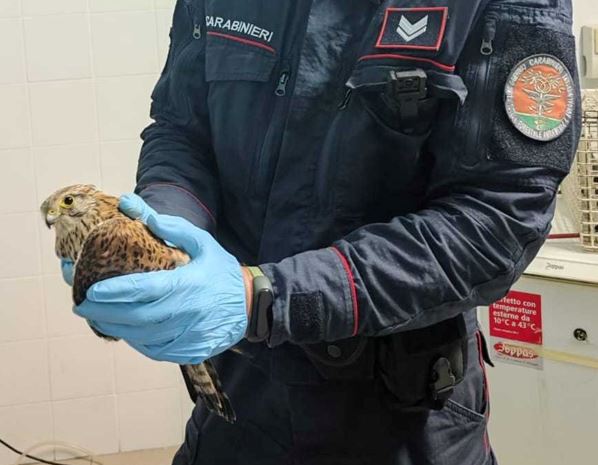 Falco ferito salvato dai Carabinieri Forestali