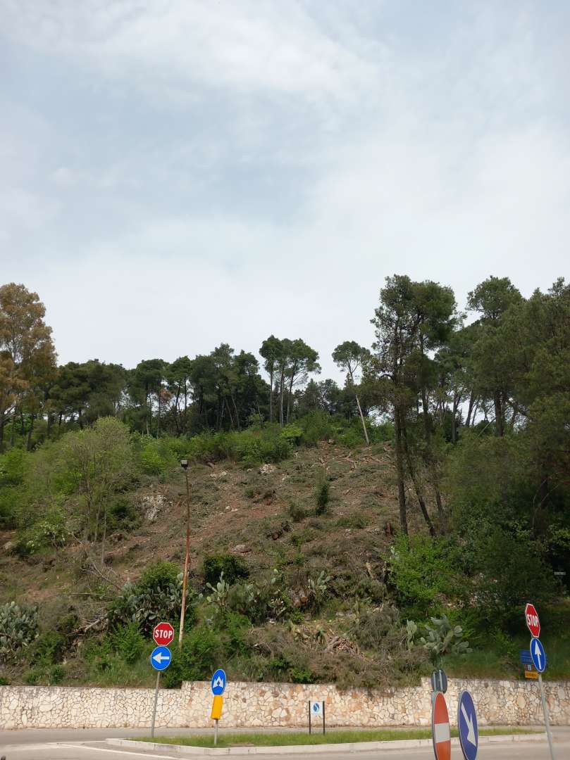 A Telese Terme è a rischio tutto il bosco di latifoglie di Monte Pugliano