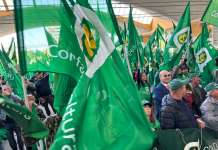 Confragricoltura Campania, castagno sotto attacco: la sfida al cinipide è aperta