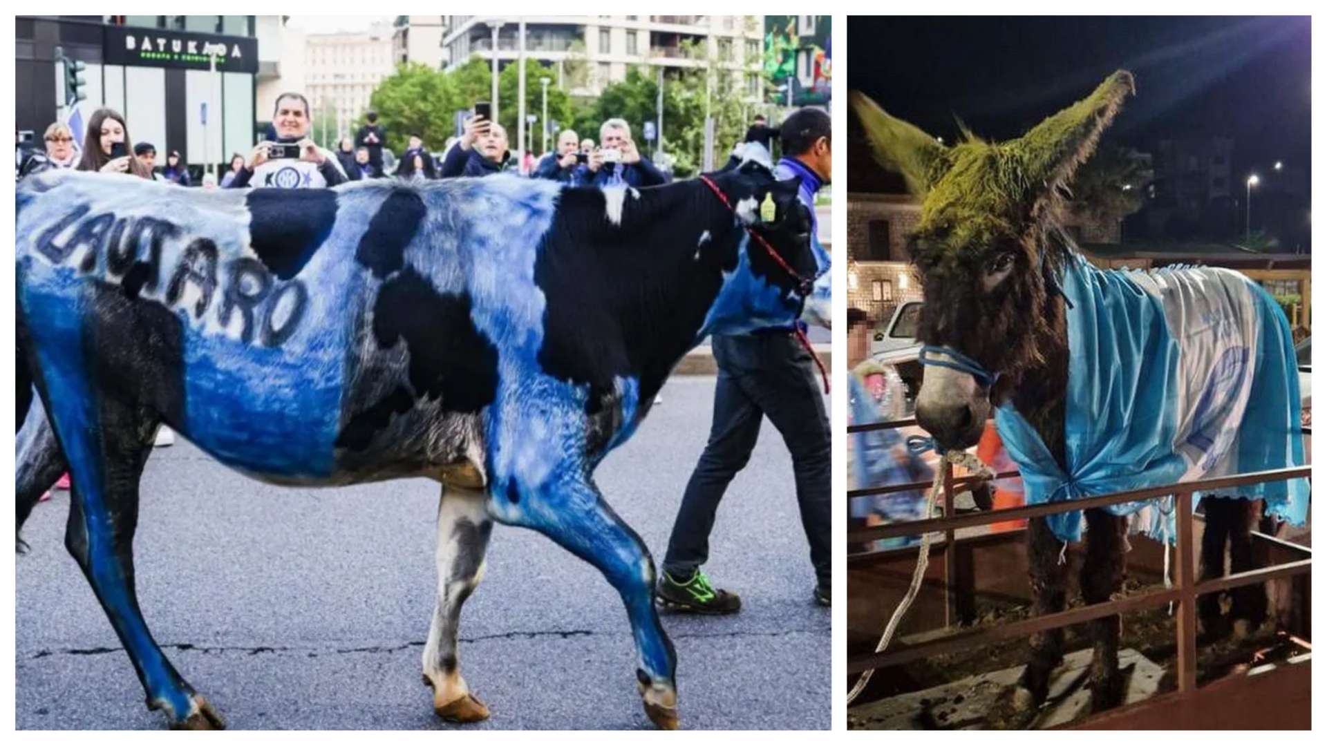 Dopo l’asinello azzurro nel Sannio, la mucca interista a Milano: scatta la denuncia per la festa scudetto oltre le righe