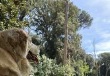 Cani in Floridiana, ‘guerra’ social tra pro e contro. Animalisti: “Ok a guardie zoofile”
