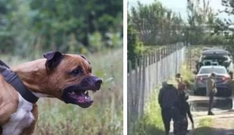 Bimbo azzannato ed ucciso da pitbull, sarà seppellito a Salerno