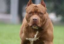 Nel Napoletano pitbull microchippata lasciata agonizzante in strada