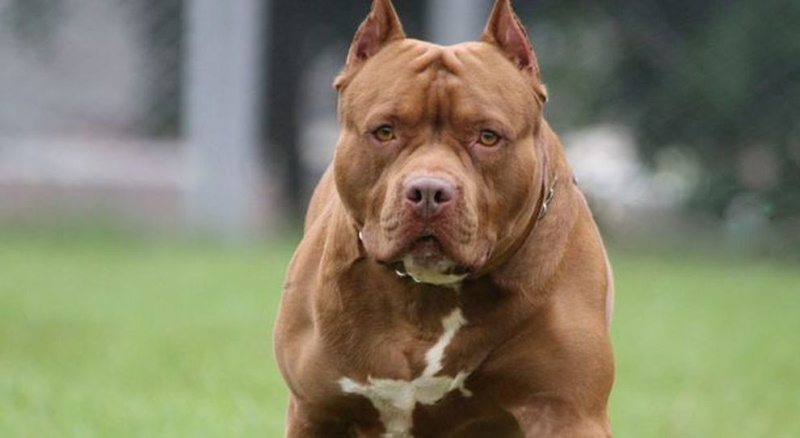 Benevento pitbull