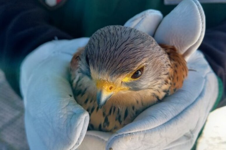 Cucciolo di falco pellegrino salvato da volontari e Asl