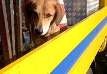 Aversa, cagnolina abbandonata per strada muore investita da un’auto, anche l’OIPA sporge denuncia