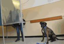 Elezioni Europee, al seggio con il cane? Decide il presidente di seggio