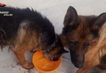 FOTO/ Due cani maltrattati e abbandonati: salvati dai Carabinieri