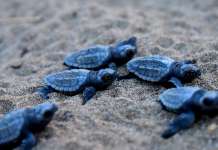 A Castel Volturno record nidi tartarughe, festa in Regione