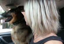 VIDEO/ #Senontiportononparto: la Polizia contro l’abbandono