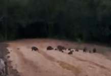 Emergenza cinghiali, Barone (Lega): “Agricoltura in ginocchio e sicurezza a rischio”