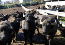 Consorzio ricotta di bufala campana dop, una donna presidente