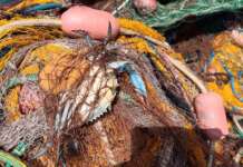 Granchio Blu; Peretti, Genenvet: “Bisogna investire sulla ricerca e prevenire i danni per le imprese ittiche”