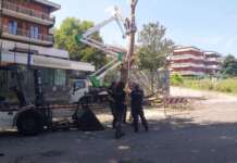 FOTO/ Alberi malati o pericolanti, taglio unica strada possibile