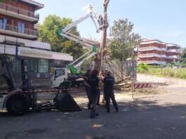 FOTO/ Alberi malati o pericolanti, taglio unica strada possibile