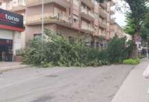 FOTO/ Albero cade al centro della strada, tragedia sfiorata