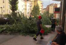Albero caduto, gli Agronomi a sostegno del Comune per verifiche