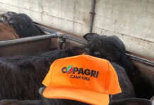 Latte bufalino, Copagri Campania: “Sostenere il prezzo alla stalla è indispensabile”