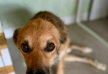 Abusi su cani, AIDAA: “Le autorità hanno tutti gli strumenti per intervenire”