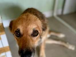 Trentotto cani tra rifiuti e degrado a Eboli: intervento di LNDC Animal Protection