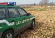 No alla prova per cani da ferma al Parco del Matese, ‘dannosa per uccelli’