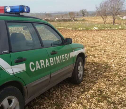 Bruciò 10mila mq di bosco per il pascolo: divieto di dimora per un allevatore