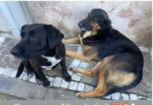 I cani Miguel e Sofia uccisi a fucilate: “Basta omertà, chiediamo aiuto ai cittadini”