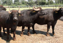 Abbattimenti bufale, breccia al Tar: stop ad ordine Asl Caserta in attesa di controanalisi