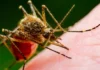 West Nile, alla Federico II sviluppato modello matematico per capire ondate epidemiche West Nile