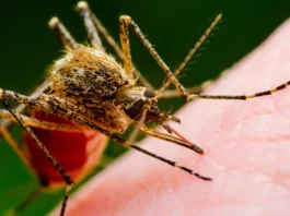 West Nile fa la prima vittima in Campania: muore 80enne con patologie precedenti