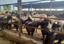 Coldiretti Campania: arrivano contributi straordinari per le aziende bufaline danneggiate dalla brucellosi