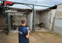 Villa di Briano, la forestale scopre cani in stato di maltrattamento e sofferenza