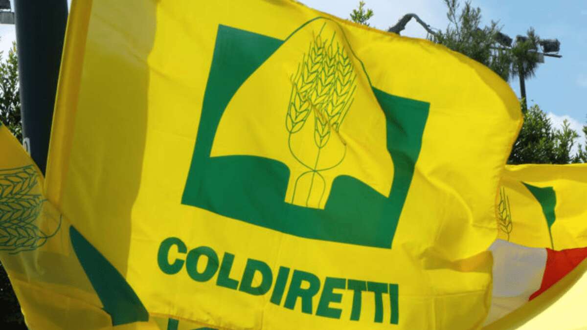 Coldiretti Caserta, alziamo la guardia contro la cinipide del castagno Coldiretti Caserta, alziamo la guardia contro la cinipide del castagno