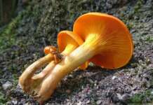 Funghi, l’Asl segnala cinque casi di intossicazione alimentare