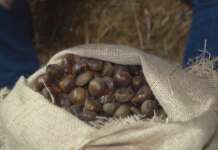 Cusano Mutri, al via la ‘Sagra della Castagna’ tra escursioni e passeggiate fotografiche