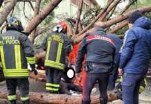 FOTO/ Fisciano, vento abbatte un albero dell’Ateneo: colpite alcune persone