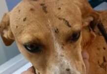 Adottato Blanco: il cane che fu torturato con olio bollente