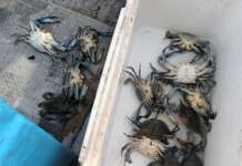 Granchio Blu aumenta in Campania: aiuti alle imprese per altri 3,7mln