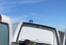 Morcone, liberato il capriolo ferito soccorso nelle scorse settimane