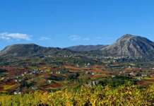 Assoenologi Campania: Aglianico del Taburno DOCG e Falanghina del Sannio DOP continuano la crescita qualitativa