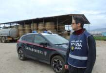 Capaccio, sequestrato allevamento con 200 bufale: scatta la denuncia