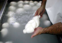 Coldiretti Campania, avanti tutta in favore della filiera del latte bufalino e della mozzarella di bufalo