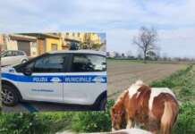 Afragola, la Polizia Locale sequestra due cavalli e denuncia il conduttore