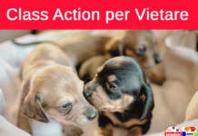Presunti abusi sui cani a Benevento: “Vietare la vendita di animali sulle piattaforme on-line”