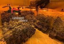 Producevano marijuana “In House”: sequestrate 321 piante e 2,5 chili di droga, due arresti